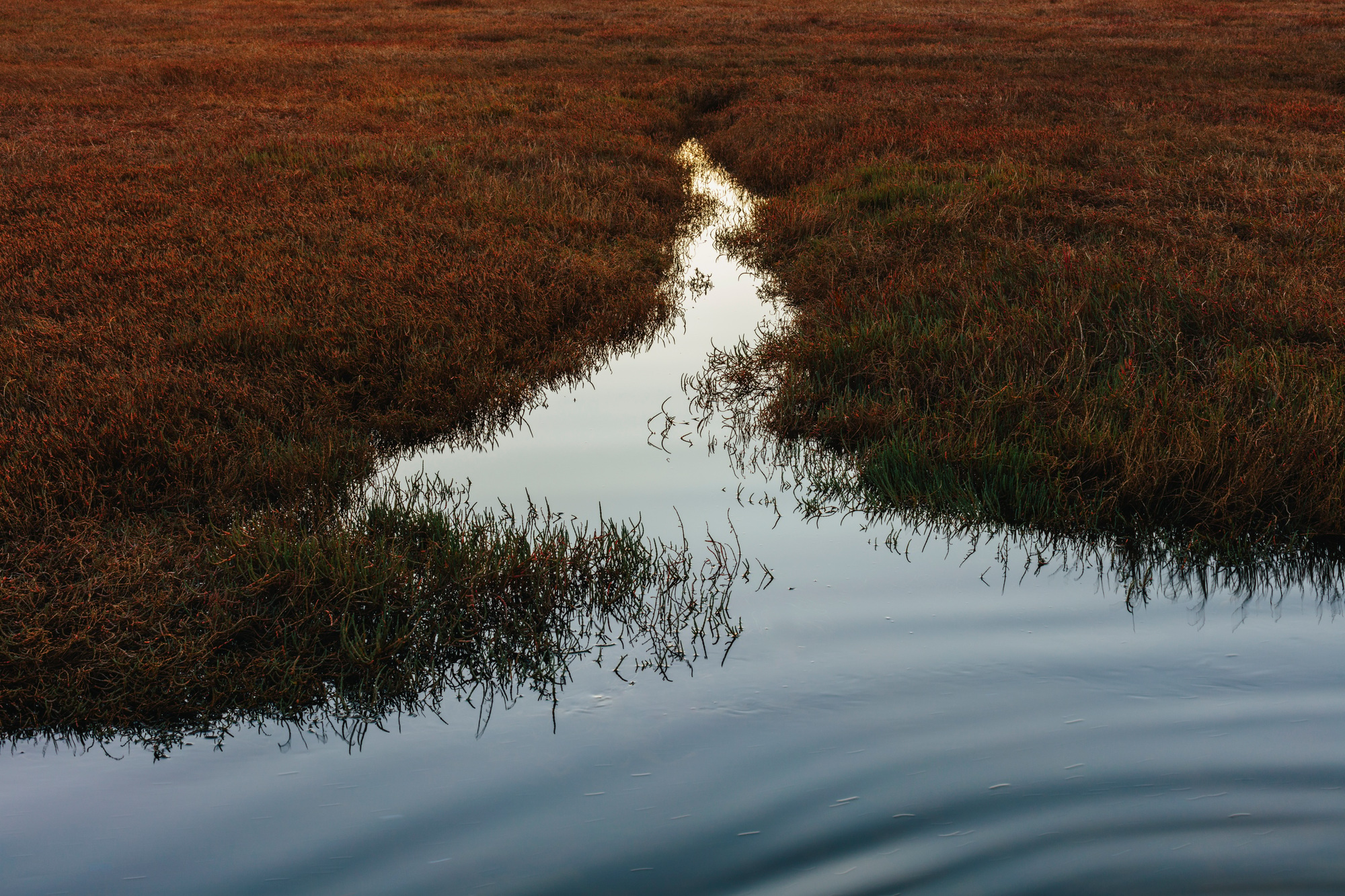 Intertidal estuary at dusk